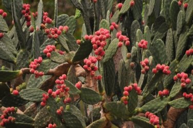 Glen Rock State Forest 043 DSC 0514 Glen Rock State Forest 043 DSC 0514