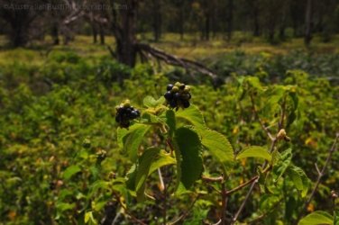 Glen Rock State Forest 046 DSC 0517 Glen Rock State Forest 046 DSC 0517