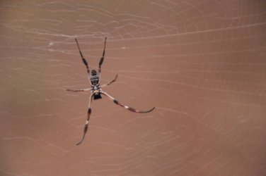 Glen Rock State Forest 049 DSC 0520 Glen Rock State Forest 049 DSC 0520