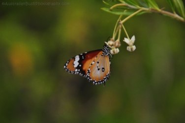 Glen Rock State Forest 068 DSC 0540 Glen Rock State Forest 068 DSC 0540