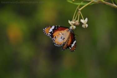 Glen Rock State Forest 070 DSC 0541 Glen Rock State Forest 070 DSC 0541