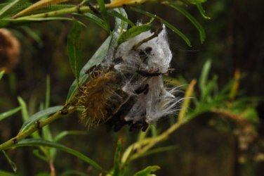 Glen Rock State Forest 075 DSC 0547 Glen Rock State Forest 075 DSC 0547