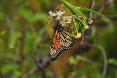 Glen Rock State Forest 081 DSC 0553 Glen Rock State Forest 081 DSC 0553