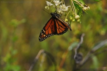 Glen Rock State Forest 083 DSC 0555 Glen Rock State Forest 083 DSC 0555