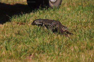 Glen Rock State Forest 088 DSC 0560 Glen Rock State Forest 088 DSC 0560