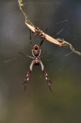 Glen Rock State Forest 089 DSC 0561 Glen Rock State Forest 089 DSC 0561