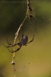 Glen Rock State Forest 091 DSC 0563 Glen Rock State Forest 091 DSC 0563