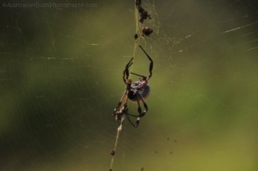 Glen Rock State Forest 096 DSC 0568 Glen Rock State Forest 096 DSC 0568