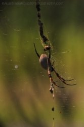 Glen Rock State Forest 100 DSC 0572 Glen Rock State Forest 100 DSC 0572