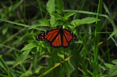 Glen Rock State Forest 106 DSC 0623 Glen Rock State Forest 106 DSC 0623