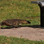 Hardings Paddock 010 DSC 0687