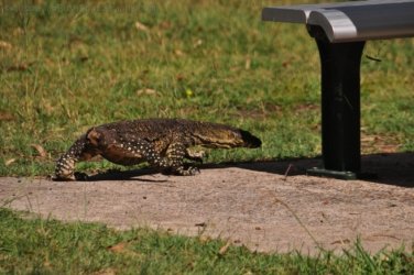 Hardings Paddock 010 DSC 0687 Hardings Paddock 010 DSC 0687