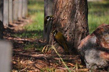 Hardings Paddock 017 DSC 0696 Hardings Paddock 017 DSC 0696