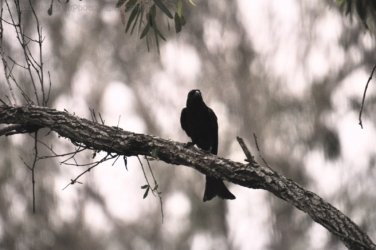 Hardings Paddock 025 DSC 0739 Hardings Paddock 025 DSC 0739