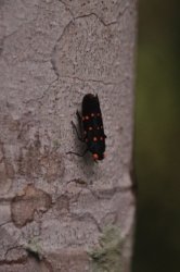 Hardings Paddock 033 DSC 0747 Hardings Paddock 033 DSC 0747