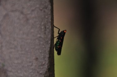 Hardings Paddock 034 DSC 0748 Hardings Paddock 034 DSC 0748