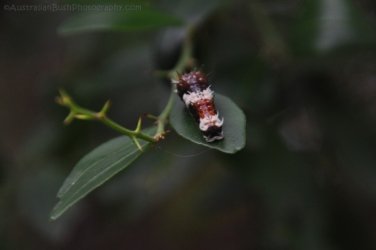 Hardings Paddock 043 DSC 0757 Hardings Paddock 043 DSC 0757