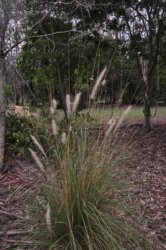 Hardings Paddock 044 DSC 0758 Hardings Paddock 044 DSC 0758