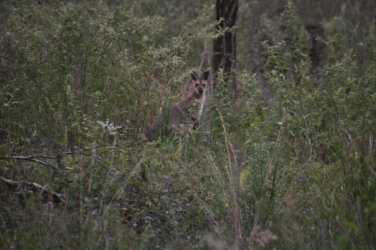 Hardings Paddock 050 DSC 0765 Hardings Paddock 050 DSC 0765