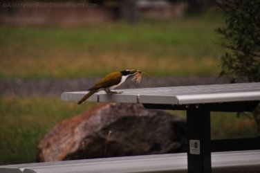 Hardings Paddock2 001 DSC 0770 Hardings Paddock2 001 DSC 0770