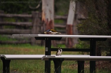 Hardings Paddock2 006 DSC 0776 Hardings Paddock2 006 DSC 0776