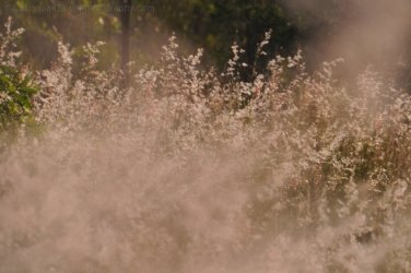 Hardings Paddock2 016 DSC 0789 Hardings Paddock2 016 DSC 0789