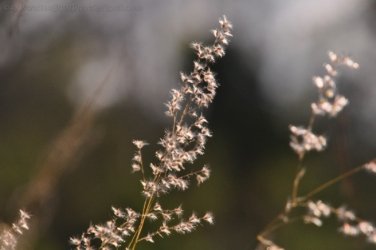 Hardings Paddock2 017 DSC 0790 Hardings Paddock2 017 DSC 0790