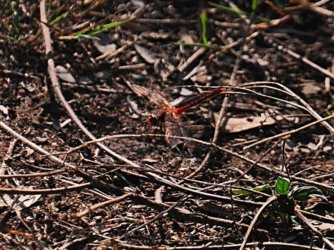 Hardings Paddock2 022 DSC 0795 Hardings Paddock2 022 DSC 0795