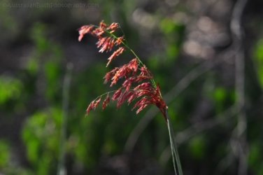 Hardings Paddock2 024 DSC 0797 Hardings Paddock2 024 DSC 0797
