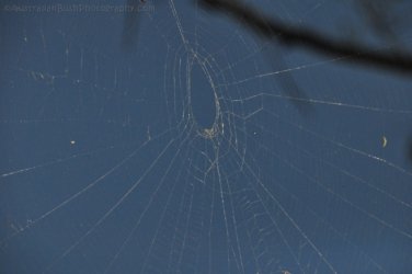 Hardings Paddock2 025 DSC 0798 Hardings Paddock2 025 DSC 0798