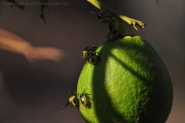 Hardings Paddock2 027 DSC 0800 Hardings Paddock2 027 DSC 0800