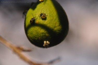 Hardings Paddock2 028 DSC 0801 Hardings Paddock2 028 DSC 0801
