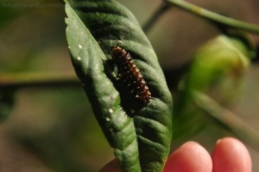 Hardings Paddock2 029 DSC 0802 Hardings Paddock2 029 DSC 0802