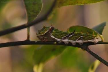 Hardings Paddock2 032 DSC 0805 Hardings Paddock2 032 DSC 0805