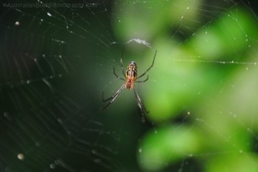 Hardings Paddock2 038 DSC 0811 Hardings Paddock2 038 DSC 0811