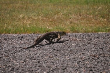 Hardings Paddock2 043 DSC 0816 Hardings Paddock2 043 DSC 0816