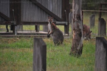 Hardings Paddock2 045 DSC 0819 Hardings Paddock2 045 DSC 0819