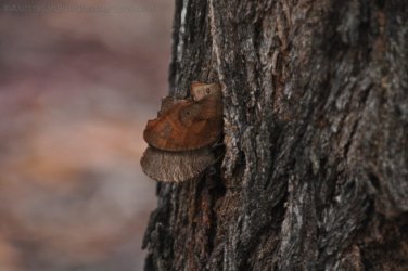 Hardings Paddock2 049 DSC 0823 Hardings Paddock2 049 DSC 0823