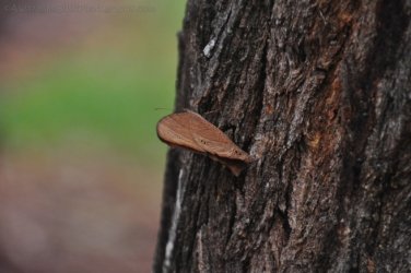 Hardings Paddock2 051 DSC 0825 Hardings Paddock2 051 DSC 0825
