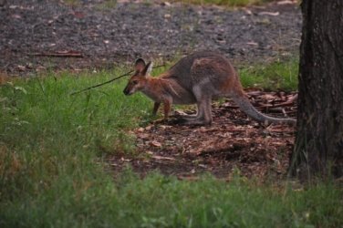 Hardings Paddock2 052 DSC 0826 Hardings Paddock2 052 DSC 0826