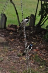 Hardings Paddock2 054 DSC 0828 Hardings Paddock2 054 DSC 0828