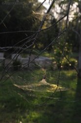 Hardings Paddock2 060 DSC 0838 Hardings Paddock2 060 DSC 0838