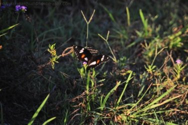 Hardings Paddock2 061 DSC 0839 Hardings Paddock2 061 DSC 0839