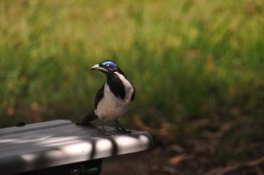 Hardings Paddock2 067 DSC 0846 Hardings Paddock2 067 DSC 0846