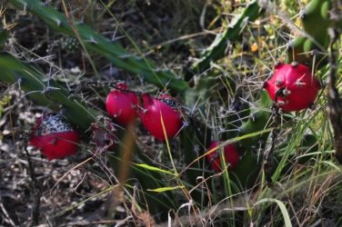 Jericho 011 DSC 0015 Jericho 011 DSC 0015