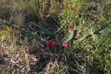 Jericho 012 DSC 0016 Jericho 012 DSC 0016