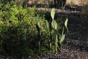 Jericho 014 DSC 0018 Jericho 014 DSC 0018