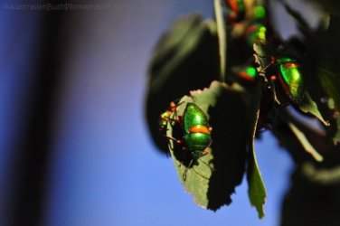 Jericho 020 DSC 0024 Jericho 020 DSC 0024