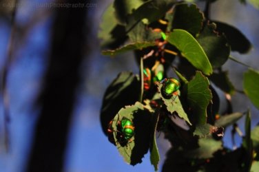 Jericho 021 DSC 0025 Jericho 021 DSC 0025