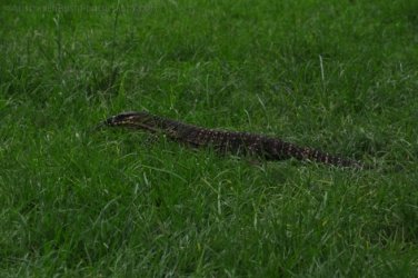 Jimna State Forest 016 DSC 0191 Jimna State Forest 016 DSC 0191